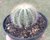 CACTO ERIOCACTUS MAGNIFICUS POTE 11