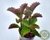 SUCULENTA KALANCHOE SEXANGULARIS POTE 11