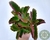 SUCULENTA KALANCHOE SEXANGULARIS POTE 11 - comprar online