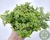 SUCULENTA SEDUM MAKINOI VARIEGATA POTE 11 - comprar online