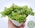 SUCULENTA SEDUM MAKINOI VARIEGATA POTE 11