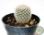 CACTO NOTOCACTUS SCOPA POTE 7 na internet