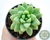 SUCULENTA SEDUM TRELEASEI POTE 7 - comprar online