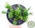 SUCULENTA RHIPSALIS MESEMBRYANTHEMOIDES POTE 11 - comprar online