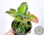 SUCULENTA KALANCHOE ARANTO POTE 7