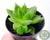 SUCULENTA HAWORTHIA CYMBIFORMIS POTE 7