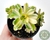 SUCULENTA AEONIUM CASTELLO PAIVAE VARIEGATA POTE 7 - comprar online