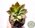 SUCULENTA SEDUM CREPÚSCULO POTE 7 - comprar online