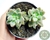 SEDUM MIRINAE PT 7 - comprar online