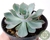 SUCULENTA ECHEVERIA BLUE HERON POTE 11