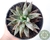 SUCULENTA ECHEVERIA UNGUICULATA POTE 11 - Paraíso das Suculentas I As mais lindas suculentas para sua coleção!