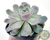 SUCULENTA ECHEVERIA TINY BURGER POTE 11 na internet