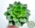 ECHEVERIA CHAMPAGNE PT 11 - comprar online