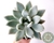 SUCULENTA ECHEVERIA SNOW QUEEN POTE 11