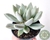 SUCULENTA ECHEVERIA SNOW QUEEN POTE 11 - comprar online