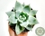 ECHEVERIA COLORATA ICE PT 11 - comprar online