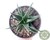 SUCULENTA HAWORTHIA BECCARIA POTE 11 - comprar online