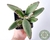 SUCULENTA KALANCHOE TOMENTOSA POTE 7 - comprar online