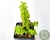 SUCULENTA PLECTRANTHUS SOCOTRANUS POTE 7 na internet