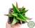 SUCULENTA ALWORTHIA BLACK GEM POTE 7 - comprar online