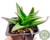 SUCULENTA ALWORTHIA BLACK GEM POTE 7