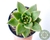 CÓD. 12E - ECHEVERIA AGAVOIDES HIDALGO POTE 11 - Paraíso das Suculentas I As mais lindas suculentas para sua coleção!