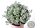 SUCULENTA SEDUM DASYPHYLLUM MINOR POTE 11 - comprar online