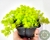 SUCULENTA SEDUM ORO POTE 7 - comprar online