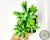 SUCULENTA SEDUM PACHYPHYLLUM POTE 7 - comprar online