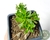 SUCULENTA AEONIUM SEDIFOLIUM POTE 7 - comprar online