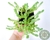 SUCULENTA SEDUM SEXANGULARE POTE 7 - comprar online