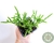 SUCULENTA CRASSULA MUSCOSA POTE 7 - comprar online