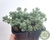 SUCULENTA SEDUM DASYPHYLLUM MINOR POTE 7