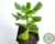 SUCULENTA SEDUM DENDROIDEUM POTE 7 - comprar online