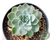 SUCULENTA ECHEVERIA ELSA POTE 11 - Paraíso das Suculentas I As mais lindas suculentas para sua coleção!