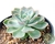 SUCULENTA ECHEVERIA ELSA POTE 11 na internet