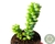 SUCULENTA SEDUM BURRITO POTE 6/PLUG - Paraíso das Suculentas I As mais lindas suculentas para sua coleção!