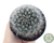 CACTO MAMMILLARIA BOCASANA POTE 7 - comprar online