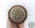 CACTO MAMMILLARIA LEPTACANTHA VAR RUBRISPINA POTE 7 - comprar online