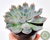 SUCULENTA ECHEVERIA HERCULES POTE 11