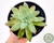 SUCULENTA ECHEVERIA COLORATA VAR. BRANDTII POTE 11 - comprar online