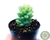 SUCULENTA SEDUM BURRITO POTE 6/PLUG na internet