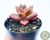 SUCULENTA GRAPTOVERIA GILVA "SEDUM BRONZE" POTE 6/PLUG