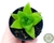 SUCULENTA HAWORTHIA CYMBIFORMIS POTE 6/PLUG - comprar online