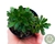 SUCULENTA AEONIUM SEDIFOLIUM POTE 6/PLUG - comprar online