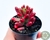 SUCULENTA SEDUM AURORA POTE 6/PLUG - loja online