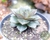 SUCULENTA ECHEVERIA DIONYSOS POTE 11 - loja online