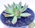 SUCULENTA ECHEVERIA AGAVOIDES RED TIPS POTE 11