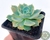 SUCULENTA ECHEVERIA WESTERN BLUE POTE 7