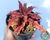 SUCULENTA CRYPTANTHUS BIVITTATUS RED STAR POTE 11